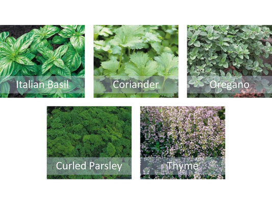 Herb Seeds Starter Bundle 5 Varieties Basil Coriander Thyme Oregano & Parsley - Chartley Chucks