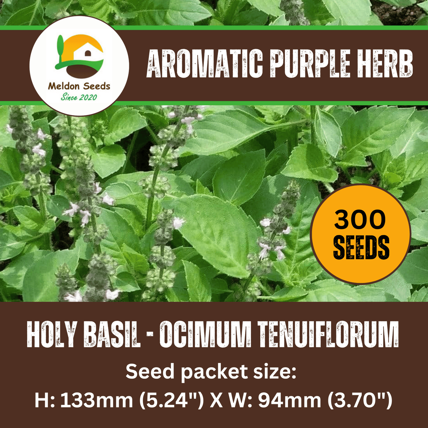 Holy Basil Seeds - 300 Fresh Tulsi Holy Basil Herb Seeds - Chartley Chucks