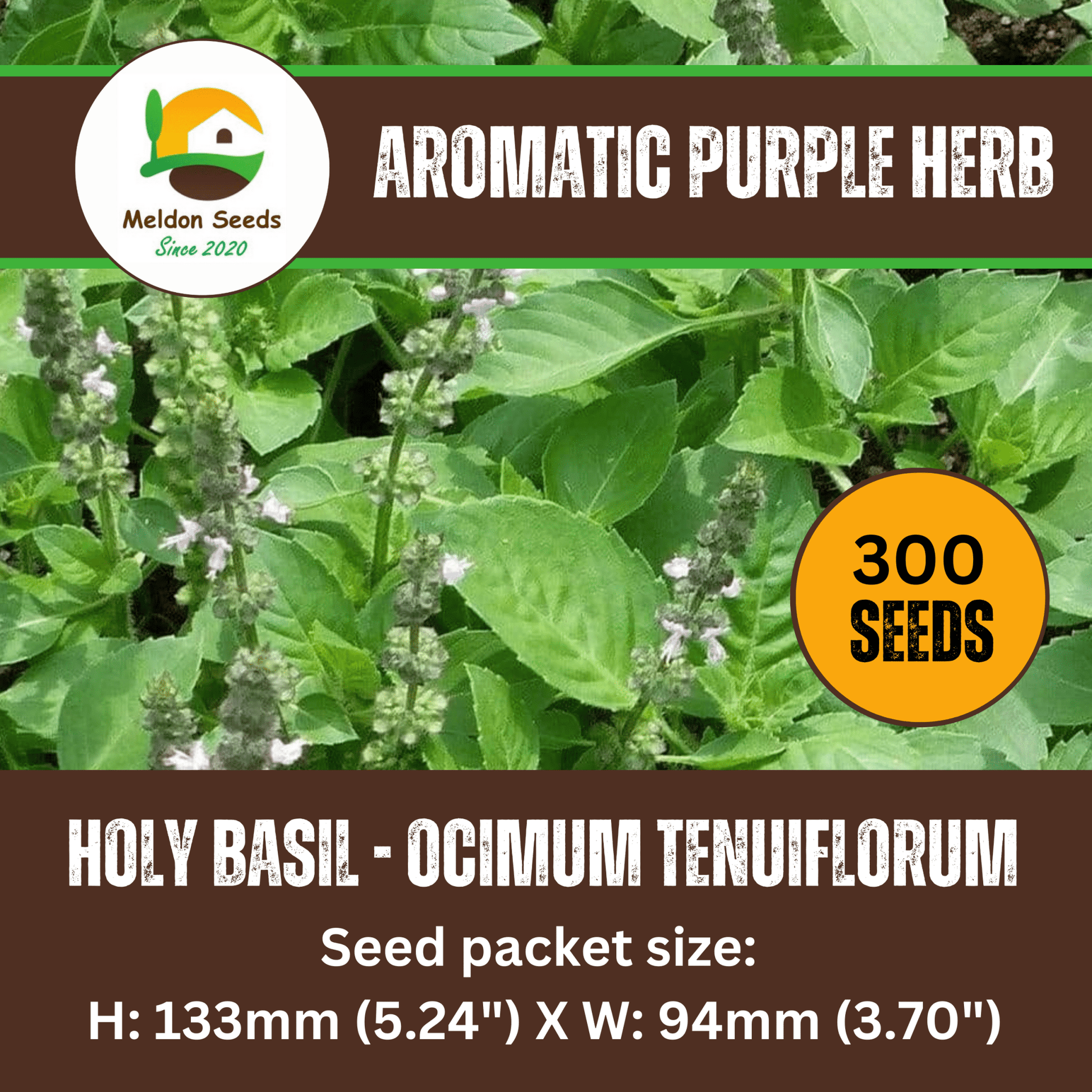 Holy Basil Seeds - 300 Fresh Tulsi Holy Basil Herb Seeds - Chartley Chucks