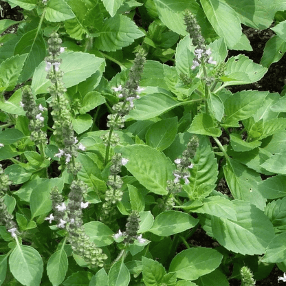 Holy Basil Seeds - 300 Fresh Tulsi Holy Basil Herb Seeds - Chartley Chucks