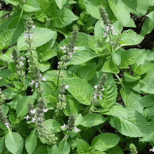 Holy Basil Seeds - 300 Fresh Tulsi Holy Basil Herb Seeds - Chartley Chucks
