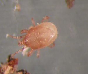 Hypoaspis mites (Stratiolaelaps scimitus) - Chartley Chucks