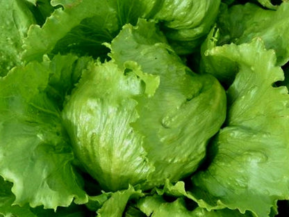 Iceberg Lettuce Plug Plants "Grow Your Own" Salads 'Eco Friendly Packaging' **Letterbox Friendly** - Chartley Chucks