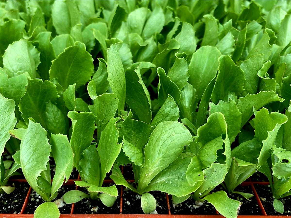 Iceberg Lettuce Plug Plants "Grow Your Own" Salads 'Eco Friendly Packaging' **Letterbox Friendly** - Chartley Chucks