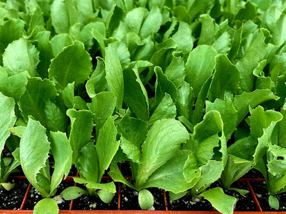Iceberg Lettuce Plug Plants "Grow Your Own" Salads 'Eco Friendly Packaging' **Letterbox Friendly** - Chartley Chucks