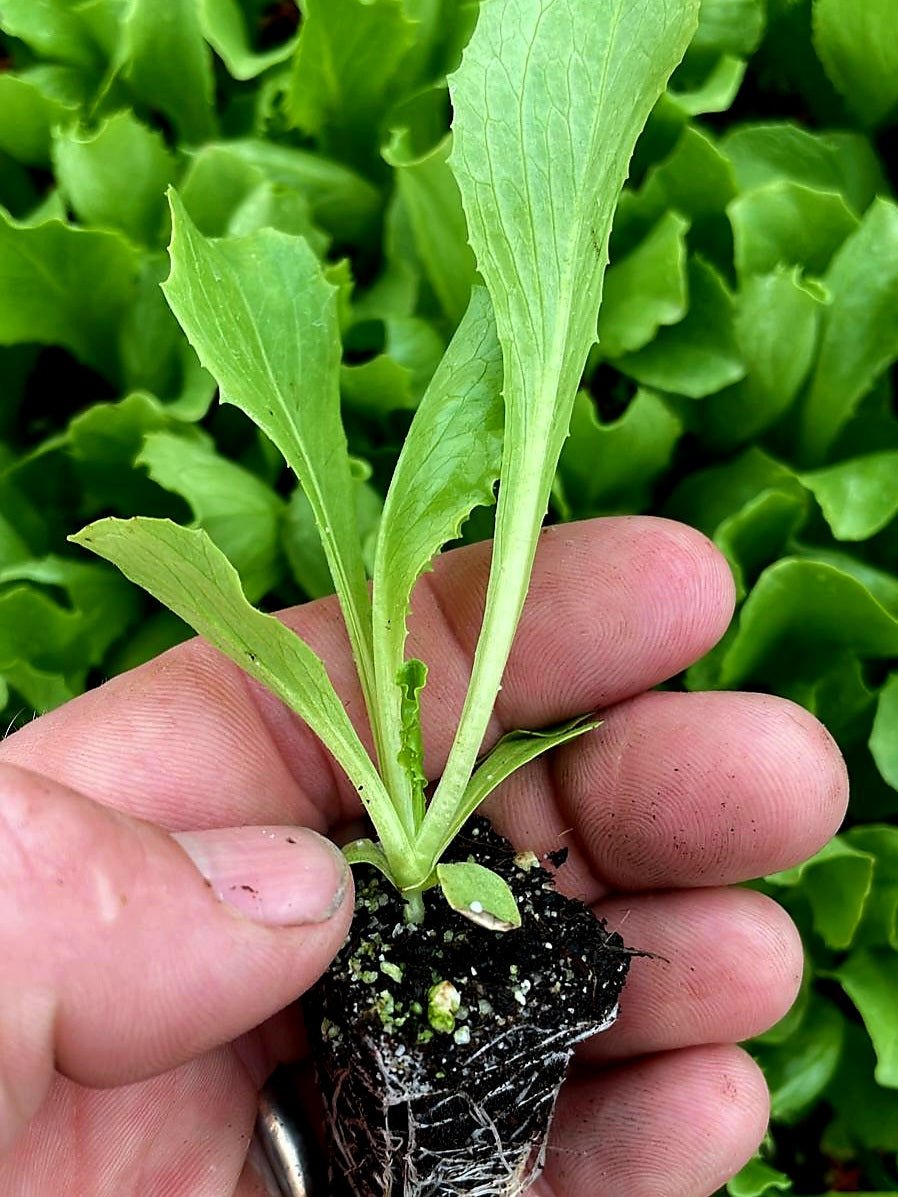 Iceberg Lettuce Plug Plants "Grow Your Own" Salads 'Eco Friendly Packaging' **Letterbox Friendly** - Chartley Chucks