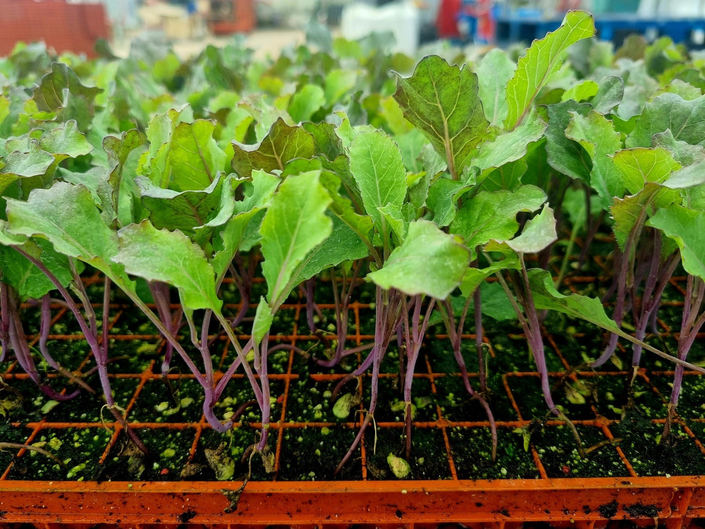 January King Plug Plants "Grow Your Own" Vegetables **Letterbox Friendly** - Chartley Chucks