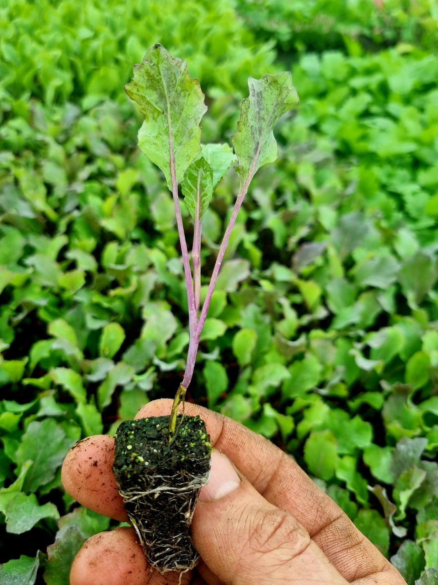 January King Plug Plants "Grow Your Own" Vegetables **Letterbox Friendly** - Chartley Chucks