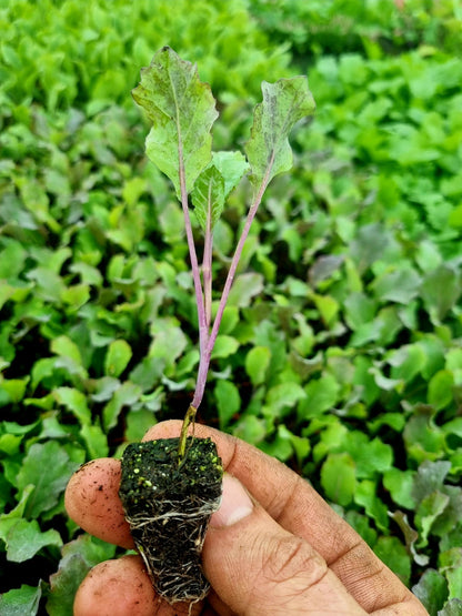 January King Plug Plants "Grow Your Own" Vegetables **Letterbox Friendly** - Chartley Chucks