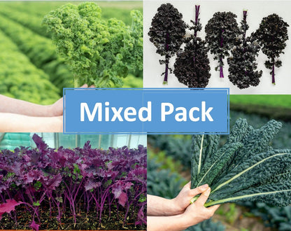 Kale Plug Plants MIXED PACK "Grow Your Own" Vegetables **Letterbox Friendly** - Chartley Chucks