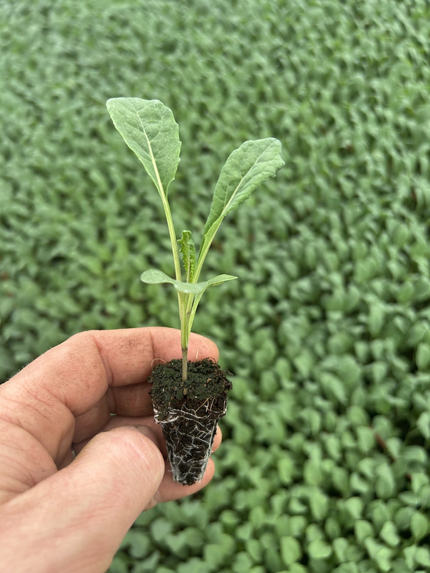 Kale Plug Plants MIXED PACK "Grow Your Own" Vegetables **Letterbox Friendly** - Chartley Chucks