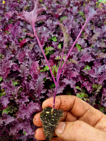 Kale Plug Plants MIXED PACK "Grow Your Own" Vegetables **Letterbox Friendly** - Chartley Chucks