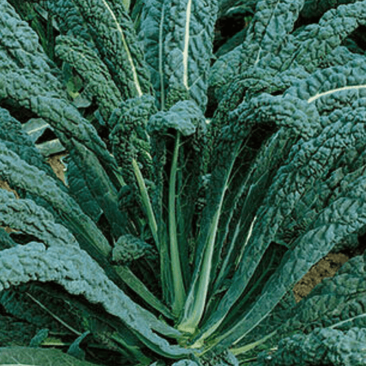 Kale Seeds Nero Di Toscana x 200 Seeds - Chartley Chucks