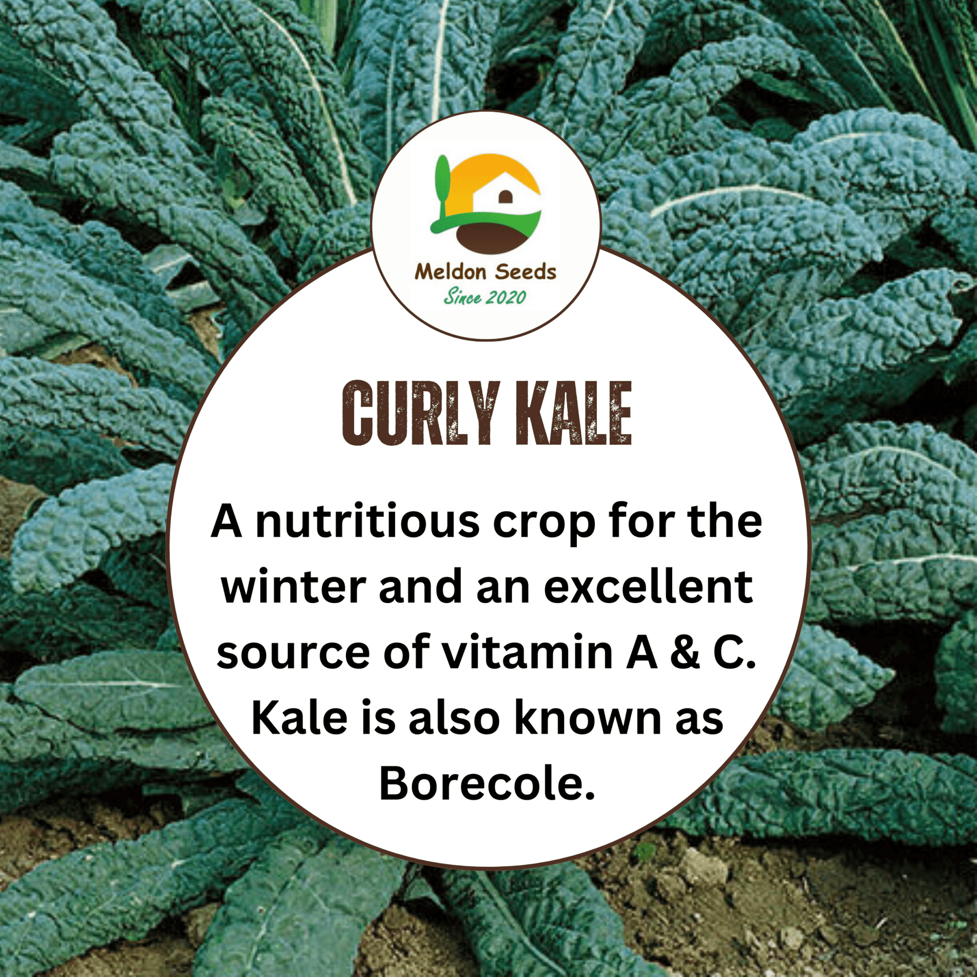 Kale Seeds Nero Di Toscana x 200 Seeds - Chartley Chucks