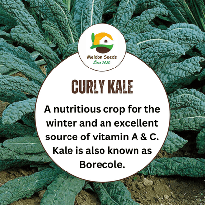 Kale Seeds Nero Di Toscana x 200 Seeds - Chartley Chucks