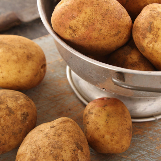 King Edward Seed Potatoes 2KG - Chartley Chucks