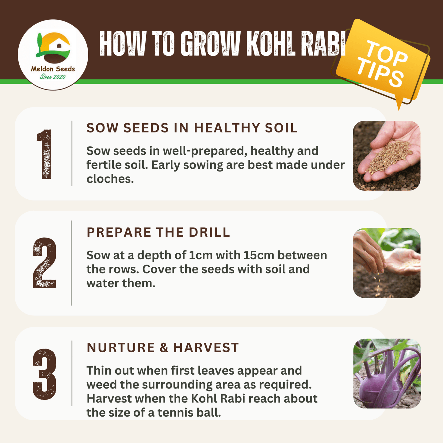 Kohl Rabi Seeds Purple Delicacy - 200 Fresh Kohlrabi Vegetable Seeds UK - Chartley Chucks