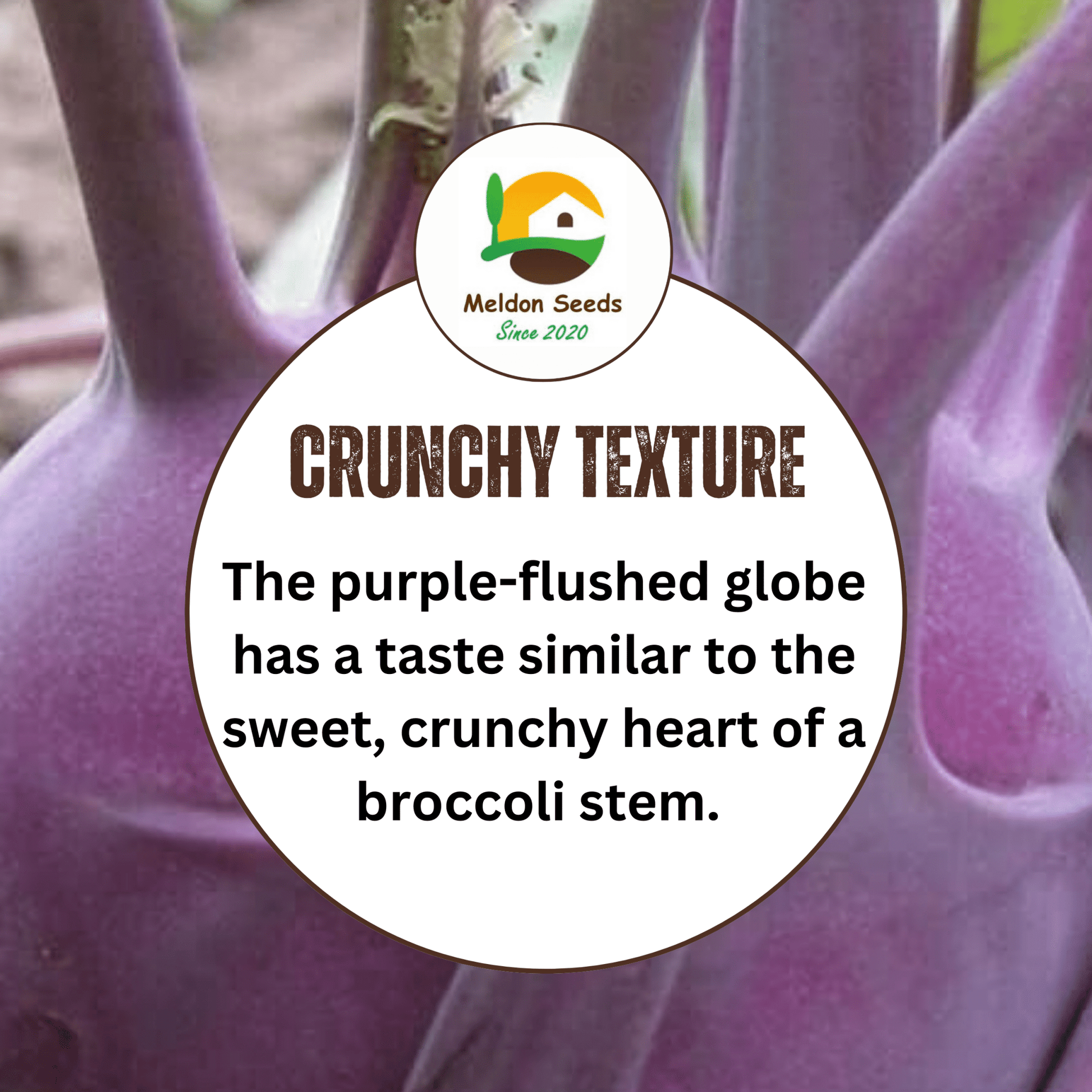 Kohl Rabi Seeds Purple Delicacy - 200 Fresh Kohlrabi Vegetable Seeds UK - Chartley Chucks