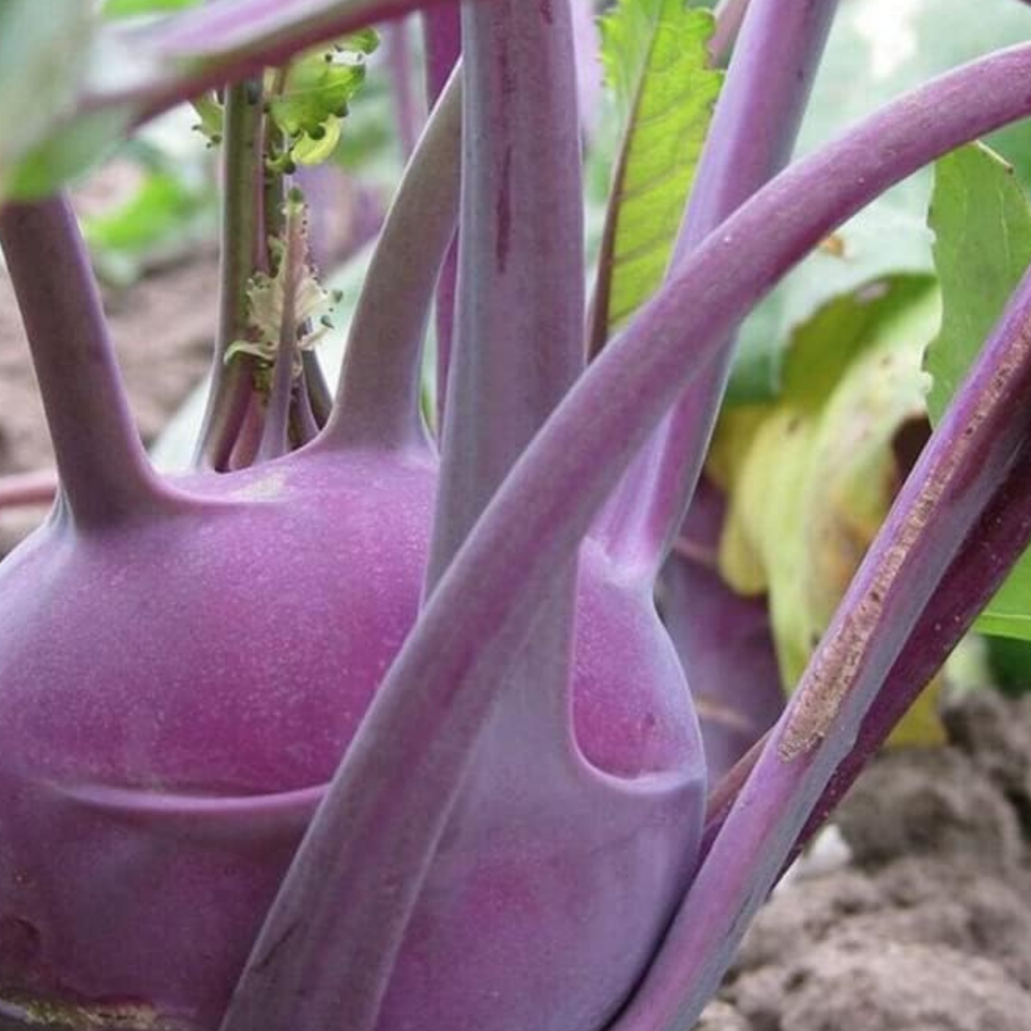 Kohl Rabi Seeds Purple Delicacy - 200 Fresh Kohlrabi Vegetable Seeds UK - Chartley Chucks