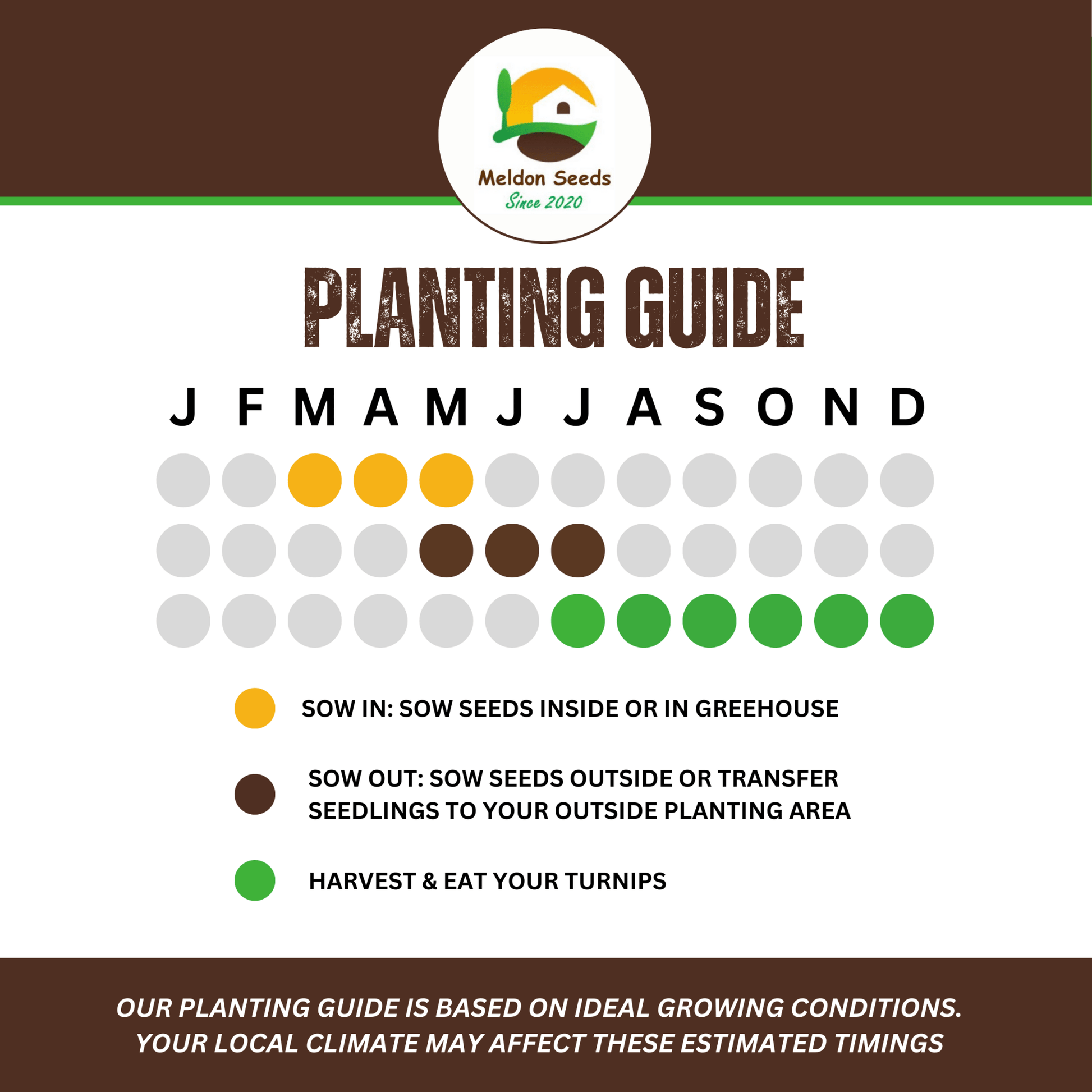 Kohl Rabi Seeds Purple Delicacy - 200 Fresh Kohlrabi Vegetable Seeds UK - Chartley Chucks