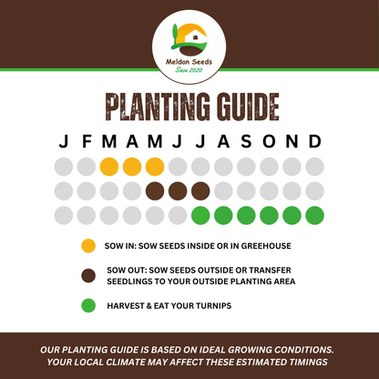 Kohl Rabi Seeds Purple Delicacy - 200 Fresh Kohlrabi Vegetable Seeds UK - Chartley Chucks