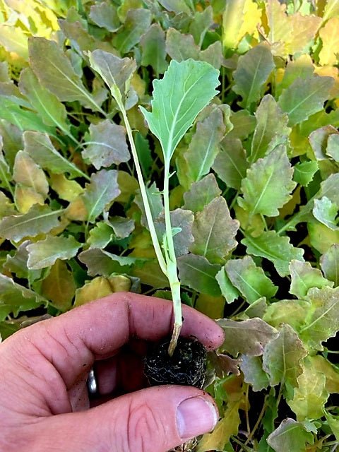 Kohlrabi Plug Plants - "Grow Your Own" Vegetables **Letterbox Friendly** - Chartley Chucks