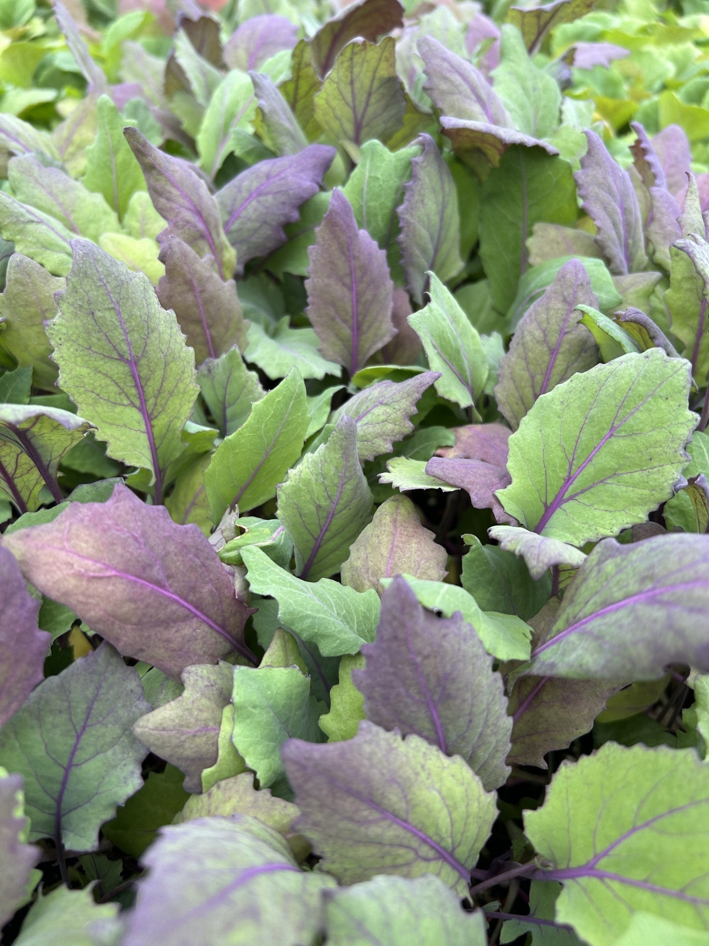 Kohlrabi Red Plug Plants - "Grow Your Own" Vegetables **Letterbox Friendly** - Chartley Chucks