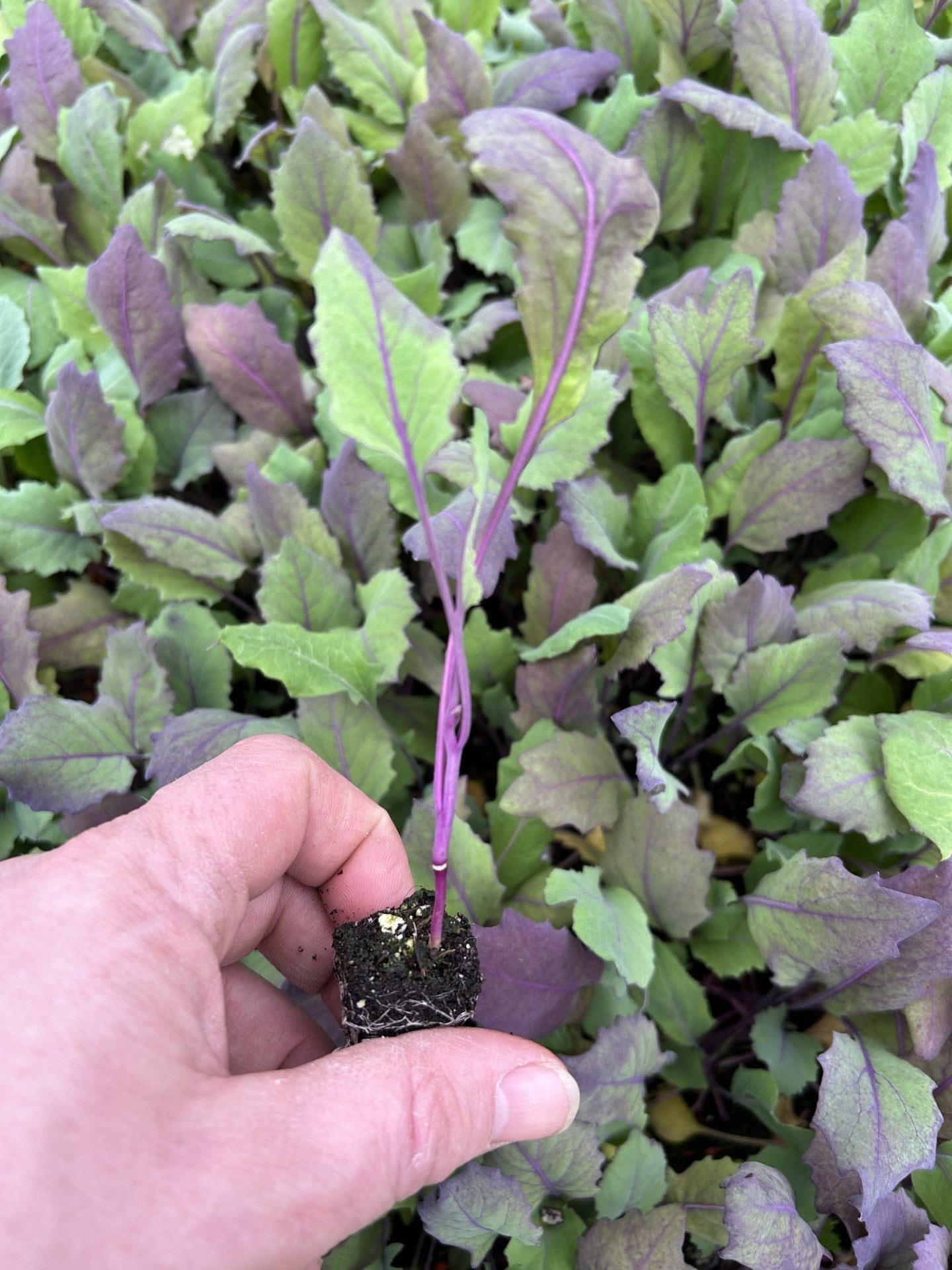 Kohlrabi Red Plug Plants - "Grow Your Own" Vegetables **Letterbox Friendly** - Chartley Chucks