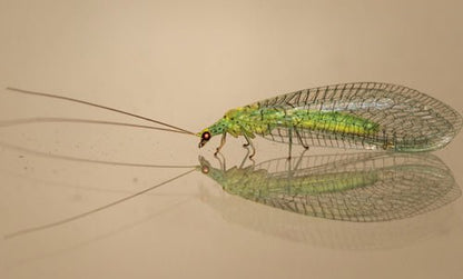 Lacewing Larvae for Aphids - Chartley Chucks