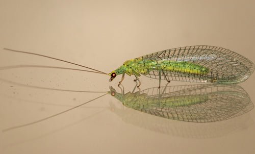 Lacewing Larvae for Aphids - Chartley Chucks