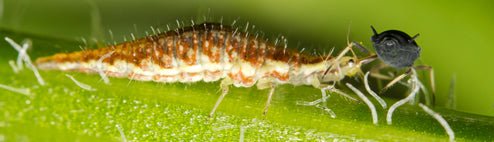 Lacewing Larvae for Aphids - Chartley Chucks