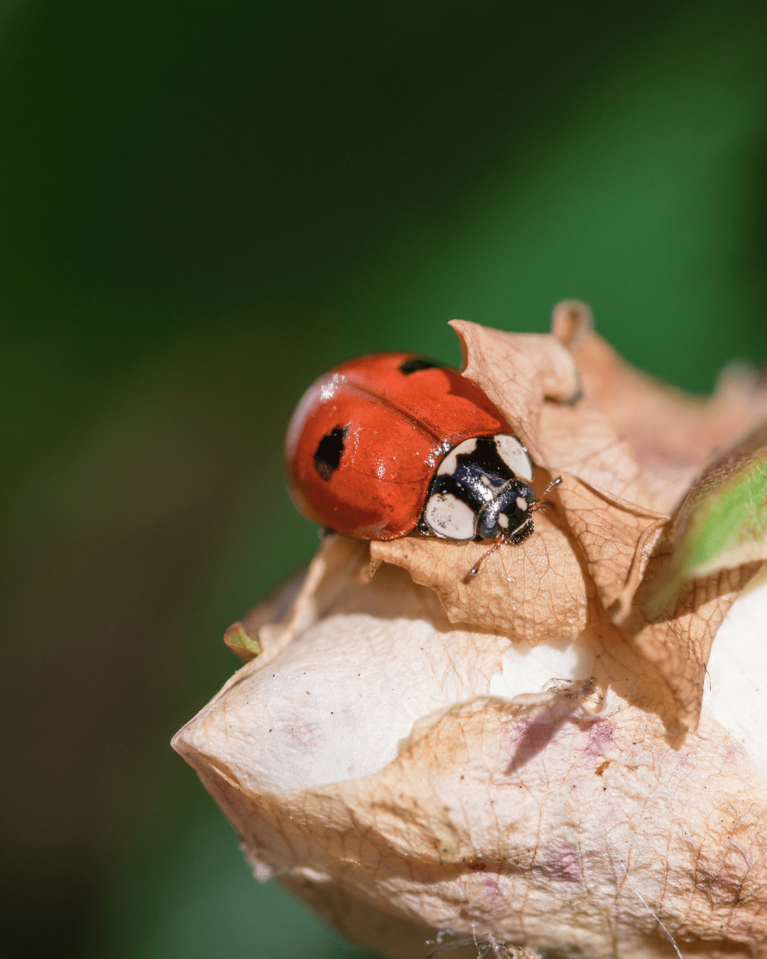 Ladybirds for Aphids - Chartley Chucks