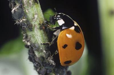Ladybirds for Aphids - Chartley Chucks