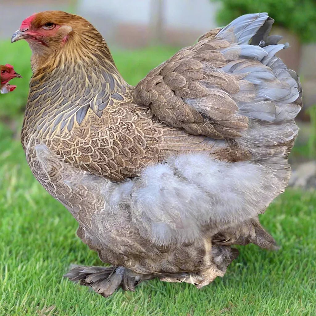 Large Brahma - Blue Partridge (gentle giants) - Chartley Chucks