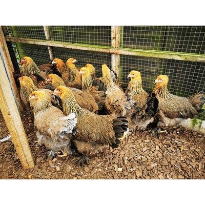 Large Brahma - Blue Partridge (gentle giants) - Chartley Chucks