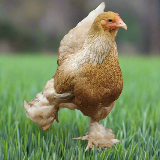 Large Brahma - Blue Pile (gentle giants) - Chartley Chucks