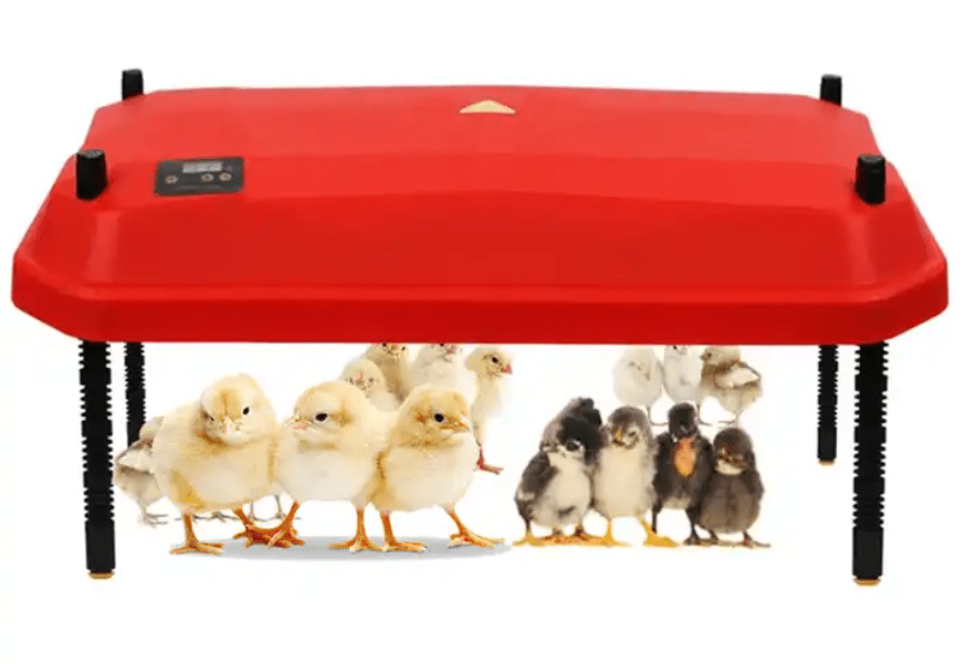 Large Brooder Heating Plate (42W 40.7cmx40.7cm) - Chartley Chucks