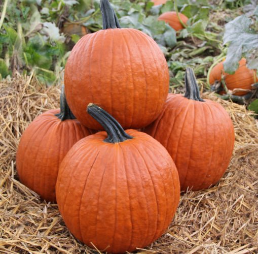 Large Orange Pumpkin Plug Plants - "Grow Your Own" Fruit **Letterbox Friendly** - Chartley Chucks