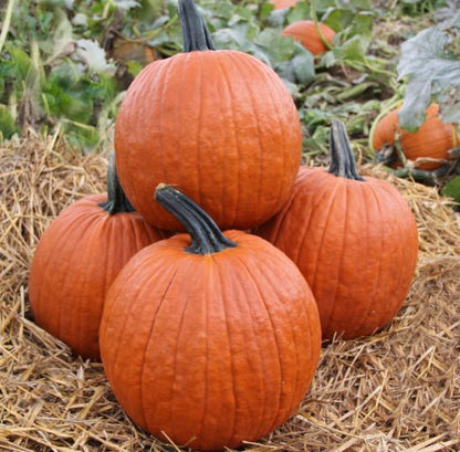 Large Orange Pumpkin Plug Plants - "Grow Your Own" Fruit **Letterbox Friendly** - Chartley Chucks