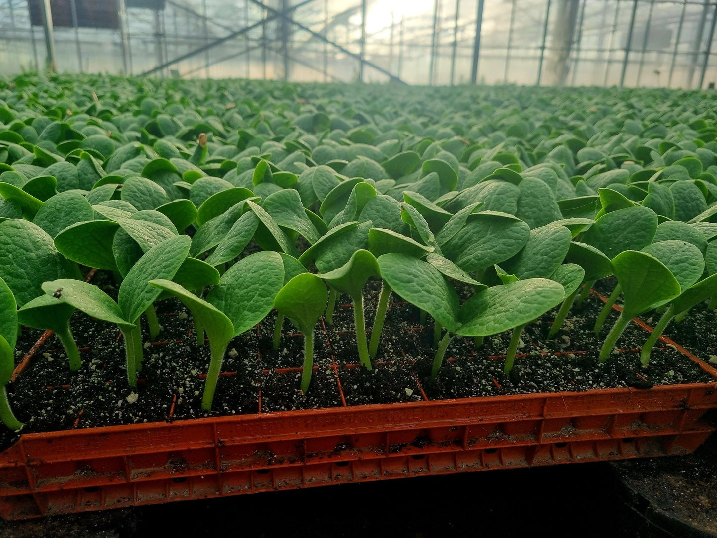 Large Orange Pumpkin Plug Plants - "Grow Your Own" Fruit **Letterbox Friendly** - Chartley Chucks