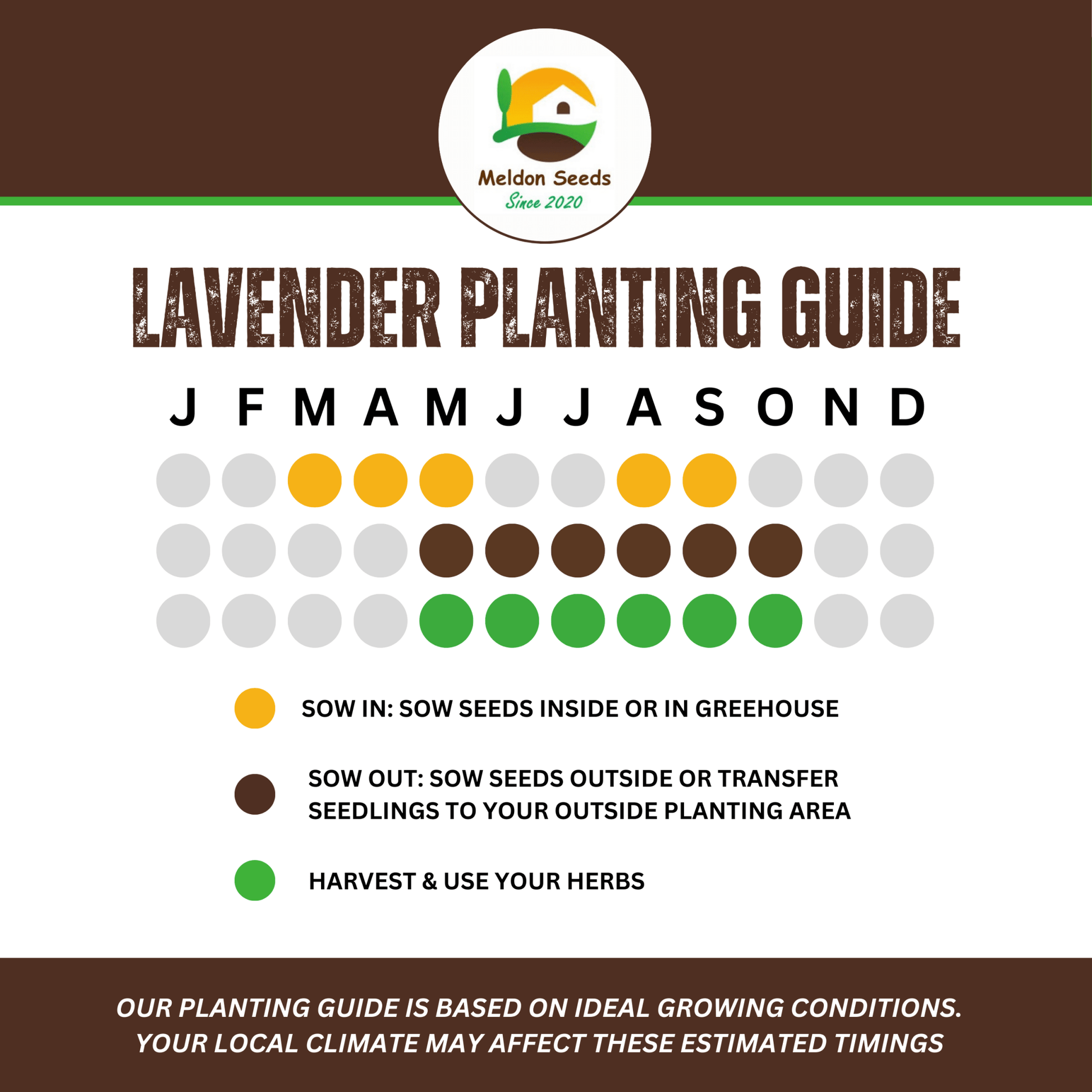 Lavender Vera 300 Seeds - Chartley Chucks