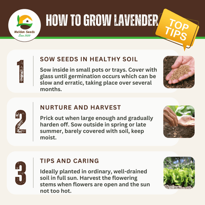 Lavender Vera 300 Seeds - Chartley Chucks