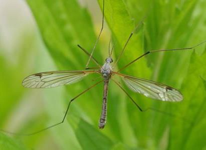 Leatherjacket Nematodes - Chartley Chucks