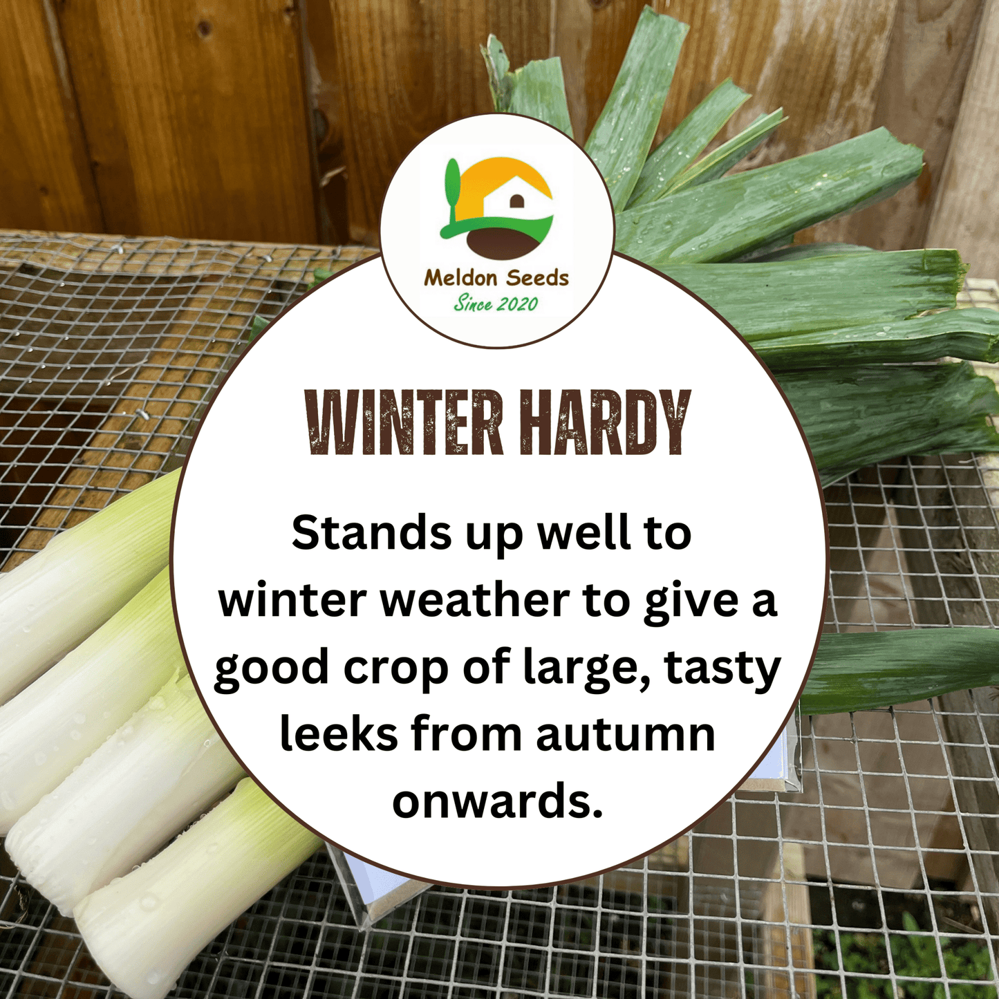 Leek Giant Winter 300 Seeds - Chartley Chucks