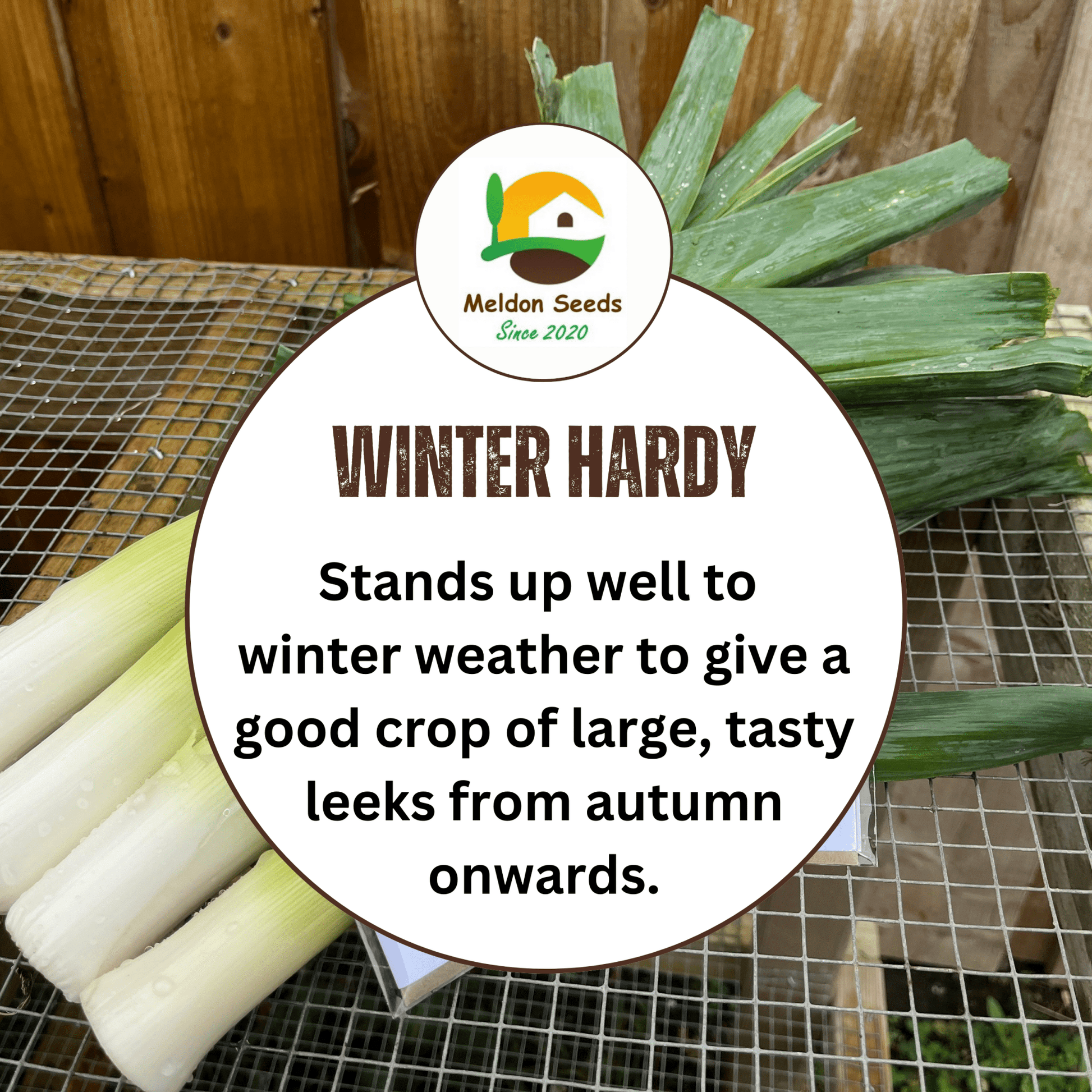 Leek Giant Winter 300 Seeds - Chartley Chucks