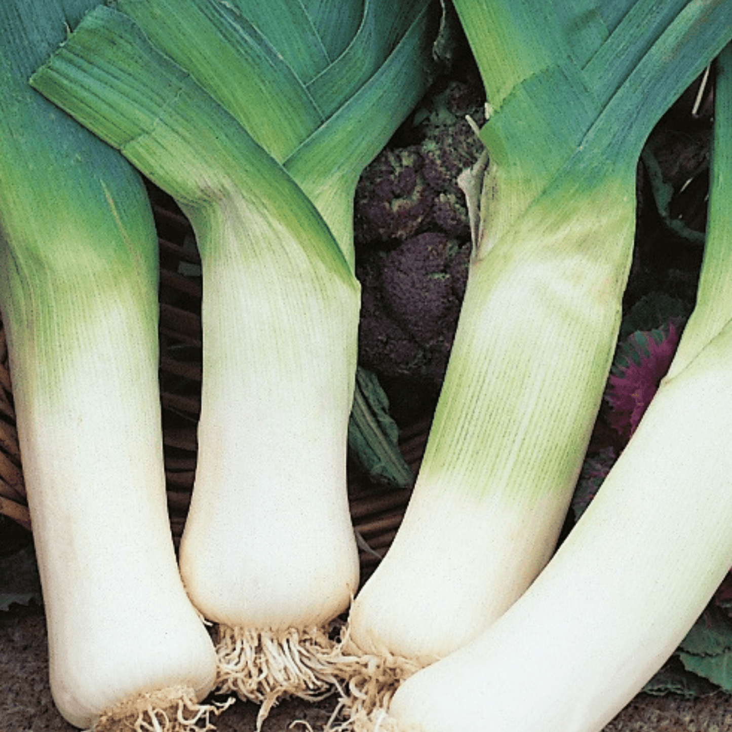Leek Giant Winter 300 Seeds - Chartley Chucks