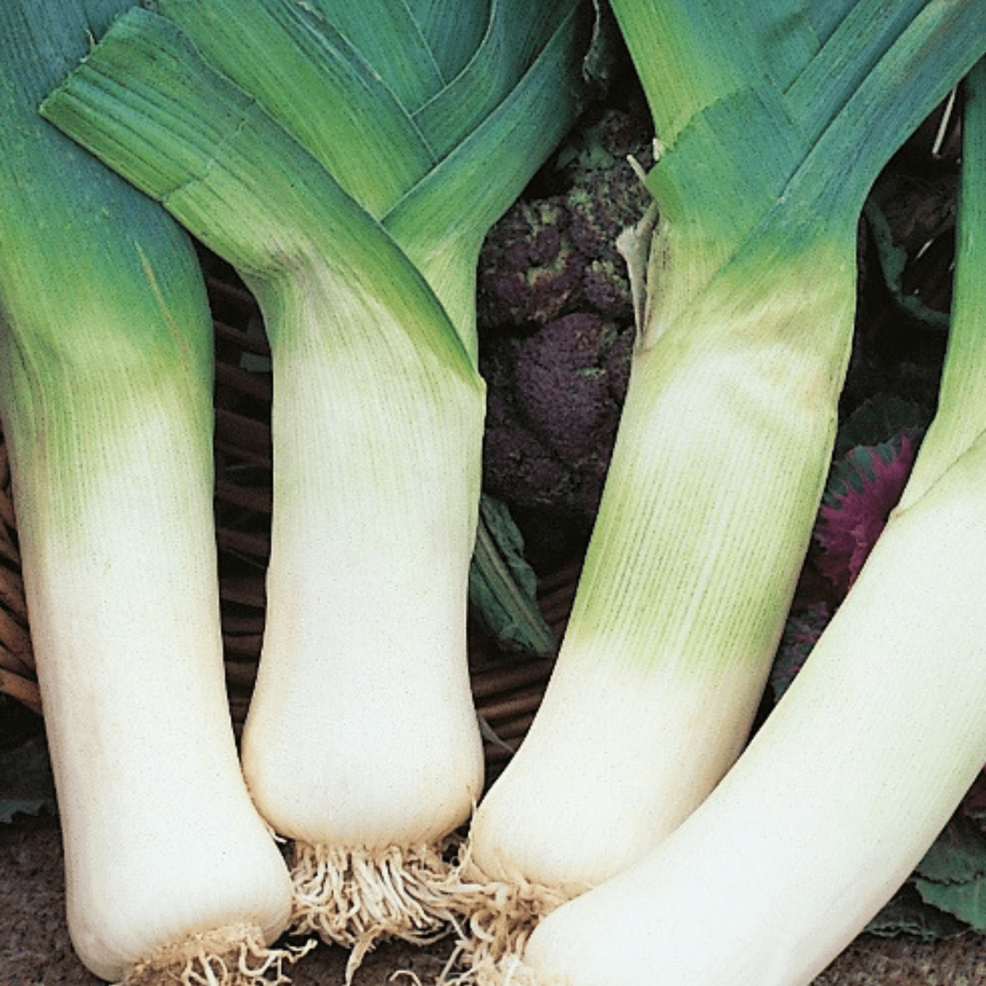 Leek Giant Winter 300 Seeds - Chartley Chucks
