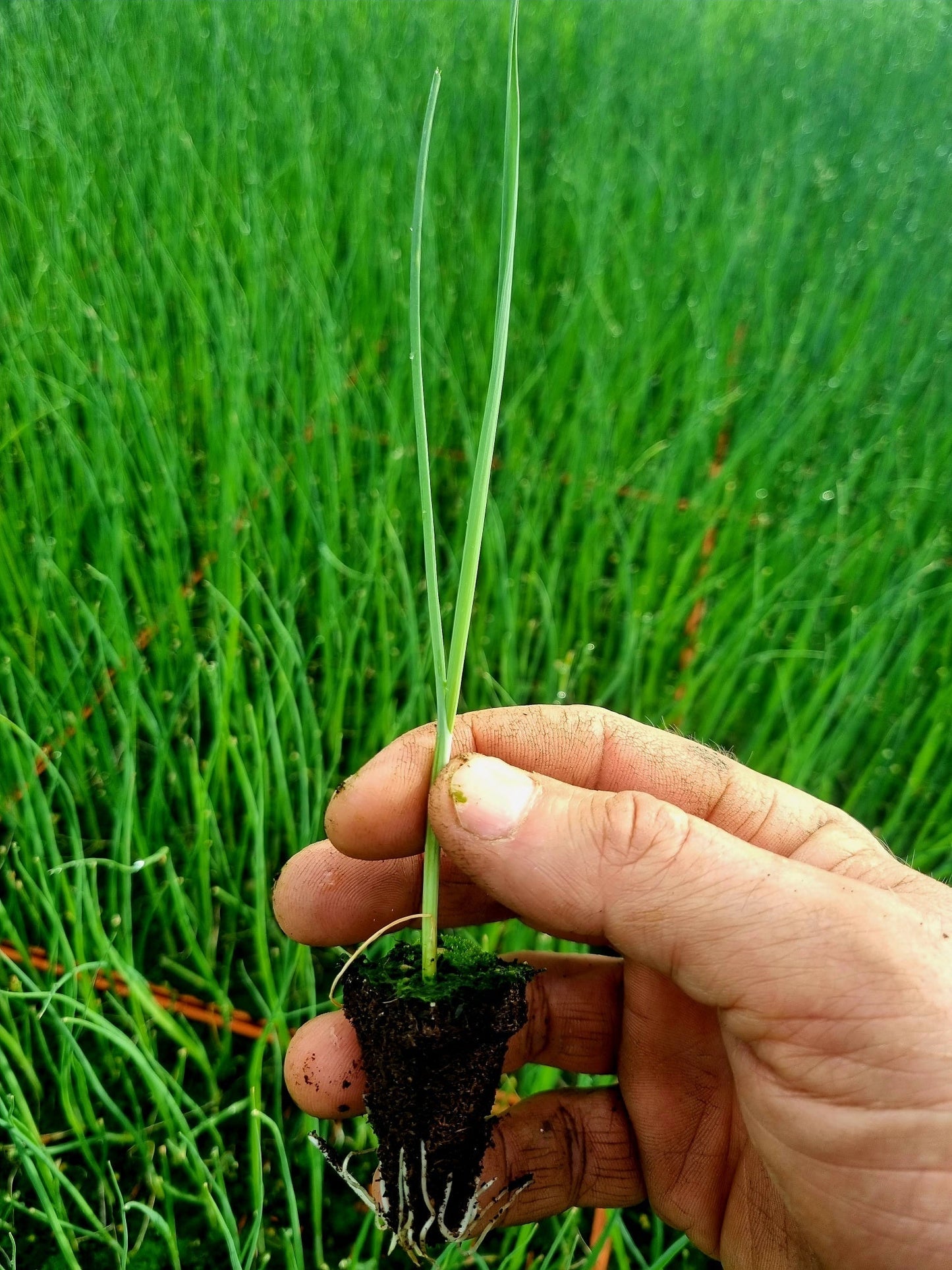 Leek Plug Plants "Grow Your Own" Vegetables **Letterbox Friendly** - Chartley Chucks