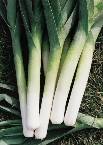 Leek Plug Plants "Grow Your Own" Vegetables **Letterbox Friendly** - Chartley Chucks