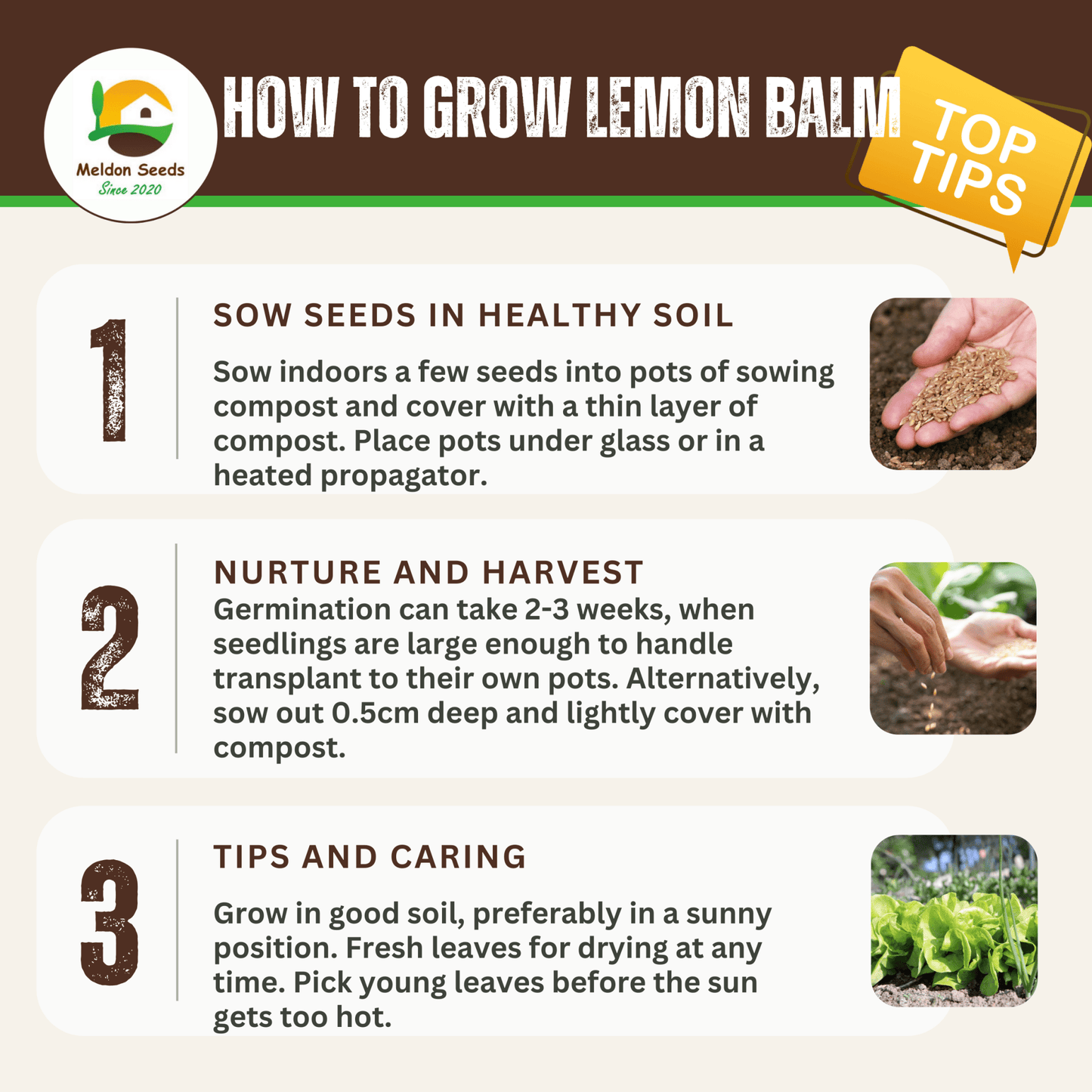 Lemon Balm 400 Seeds - Chartley Chucks